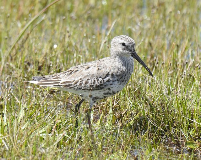 Dunlin