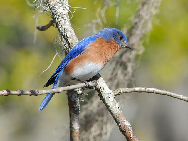 Eastern Bluebird