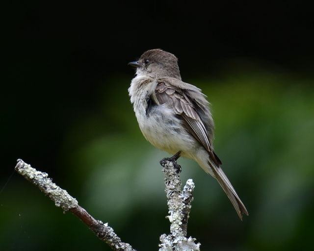 Eastern Phoebe