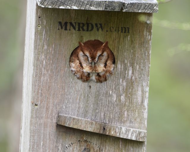 Eastern Screech-Owl