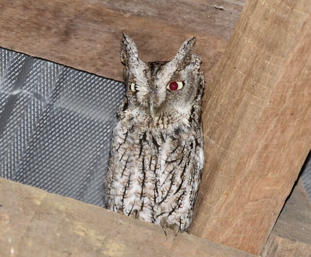 Eastern Screech-Owl