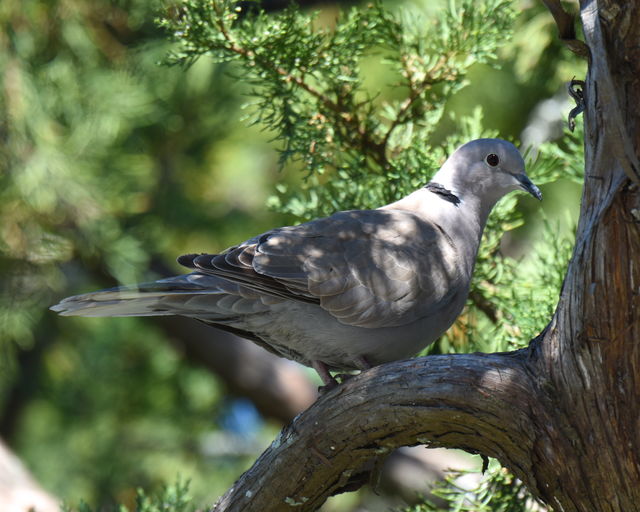 Eurasian Collared-Dove