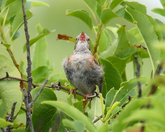 Field Sparrow
