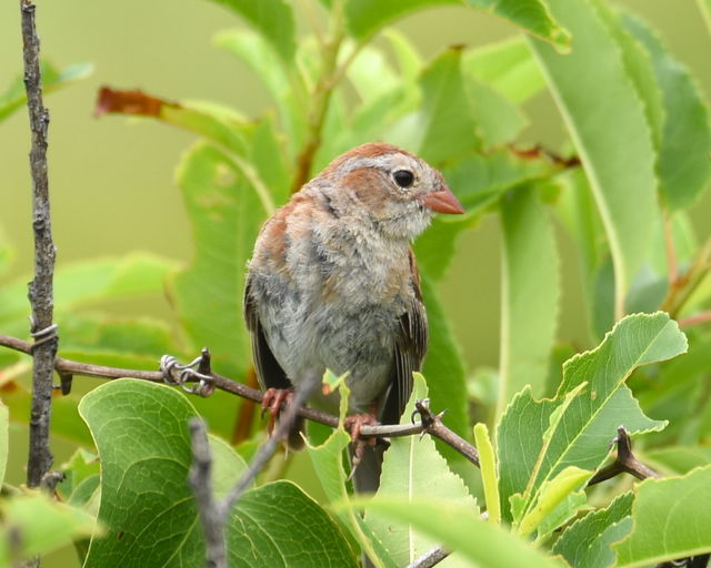 Field Sparrow