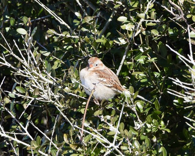 Field Sparrow