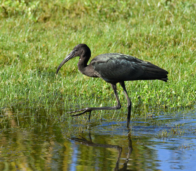 Glossy Ibis