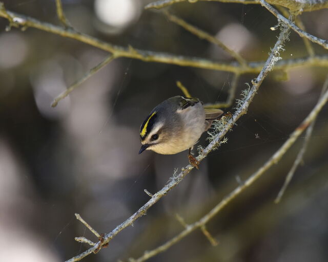 Golden-crowned Kinglet