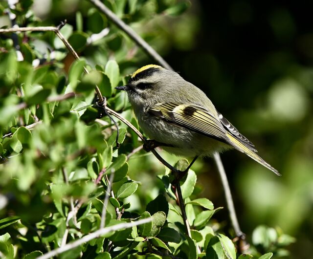 Golden-crowned Kinglet