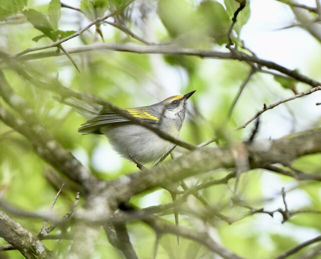 Golden-winged Warbler