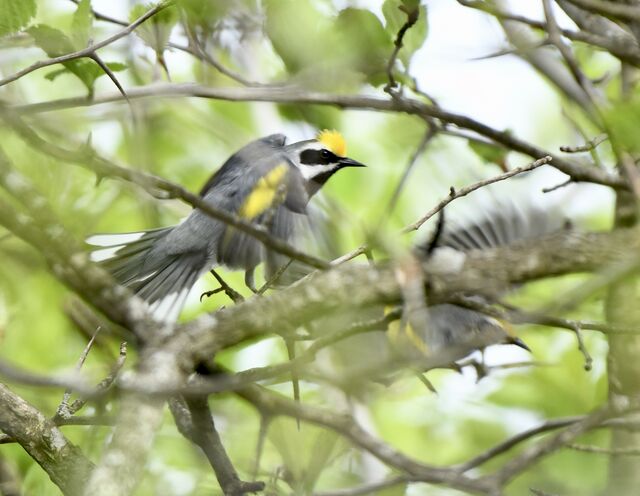 Golden-winged Warbler