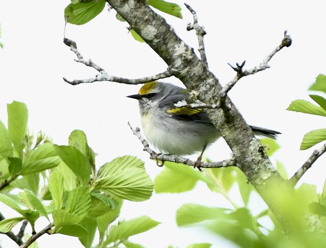 Golden-winged Warbler