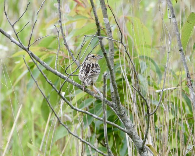 Grasshopper Sparrow