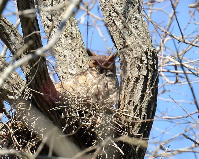 Great Horned Owl