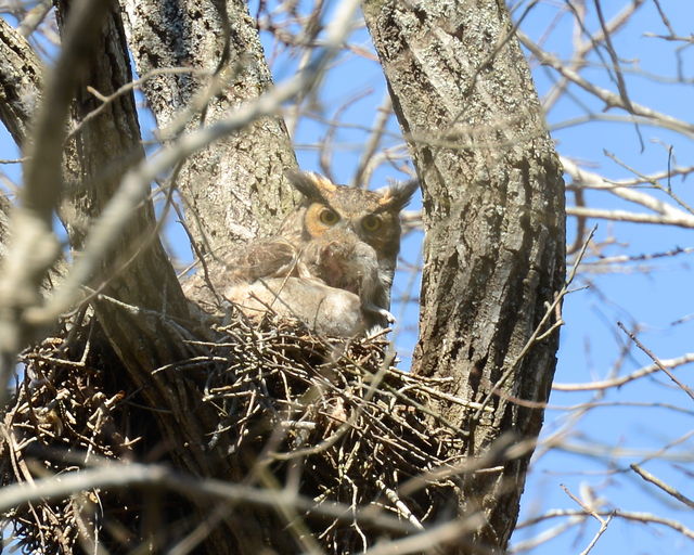 Great Horned Owl
