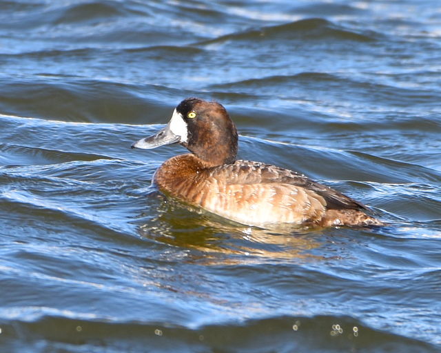 Greater Scaup