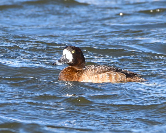 Greater Scaup