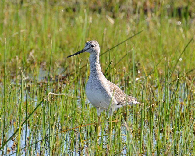 Greater Yellowlegs