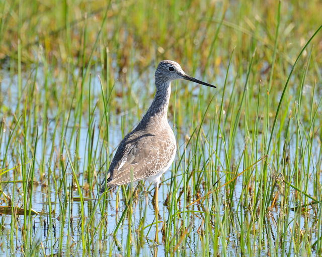 Greater Yellowlegs