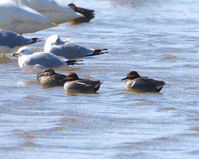 Green-winged Teal