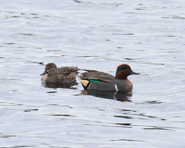 Green-winged Teal