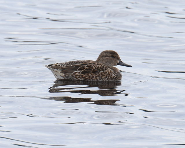 Green-winged Teal