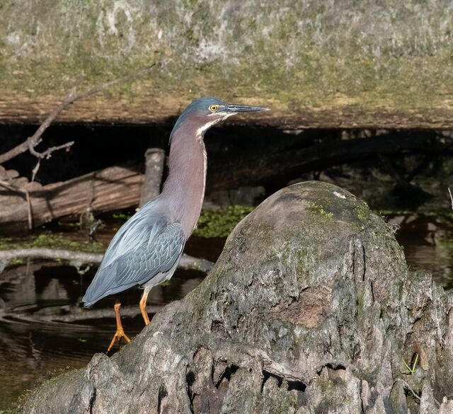 Green Heron