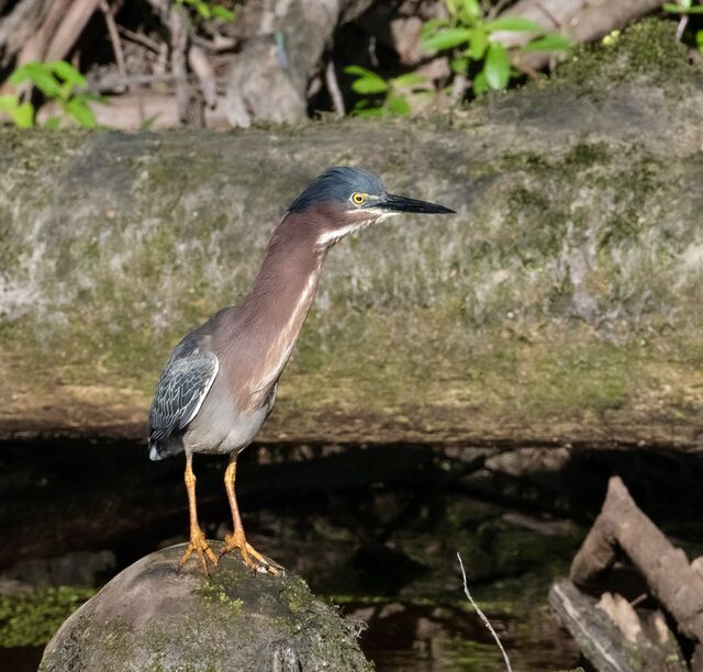 Green Heron