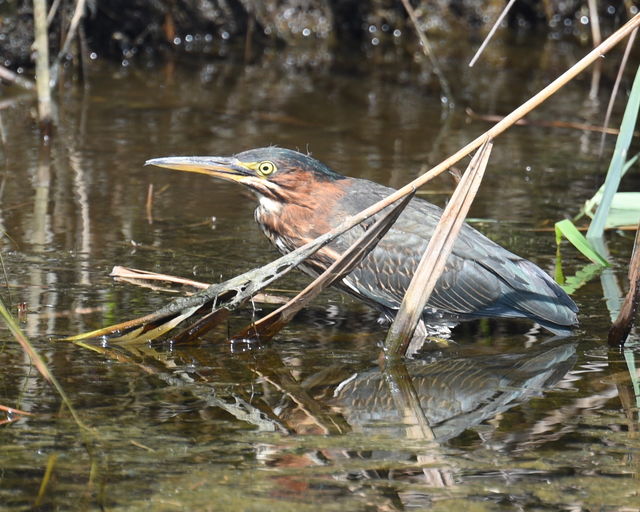 Green Heron