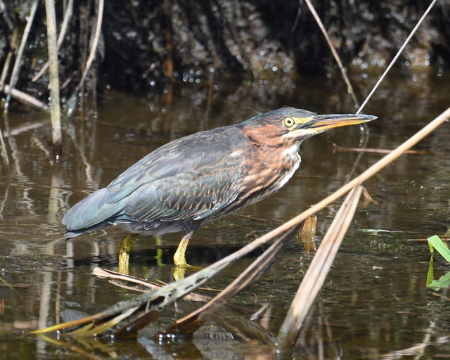 Green Heron