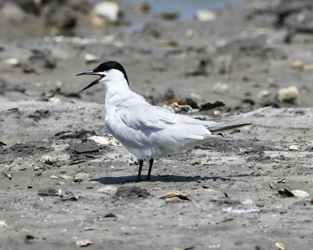 Gull-billed Tern