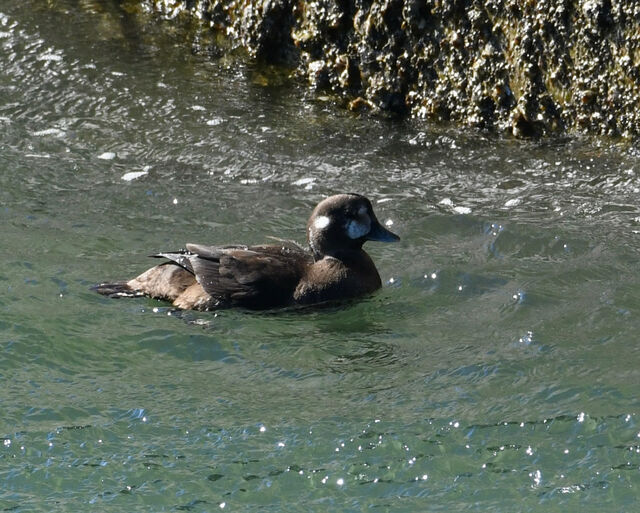 Harlequin Duck