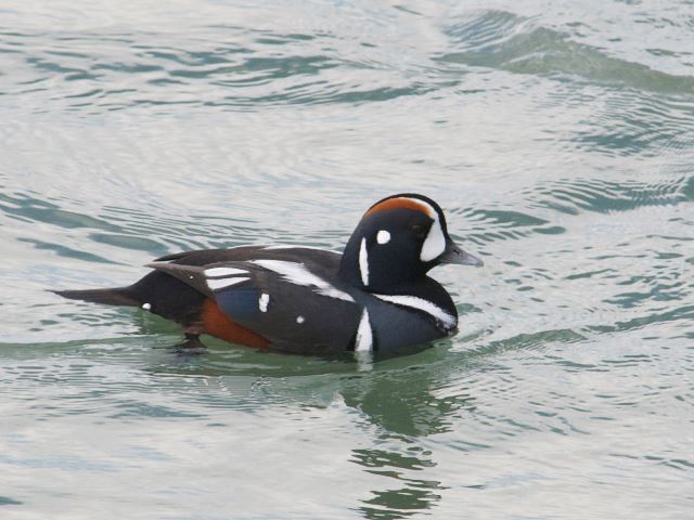 Harlequin Ducks