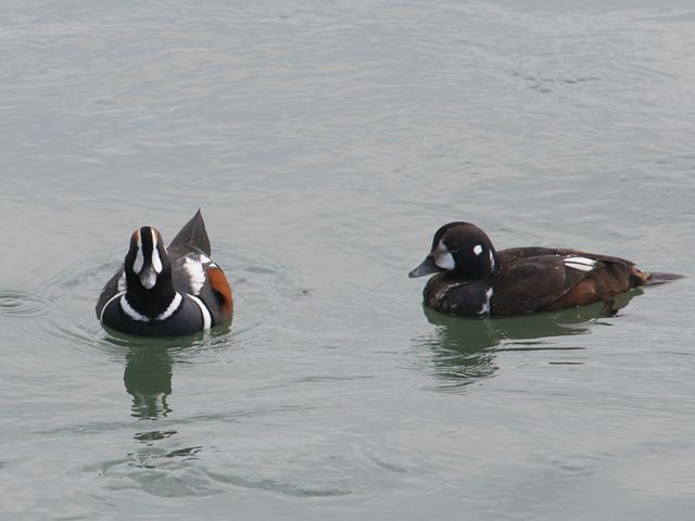 Harlequin Ducks