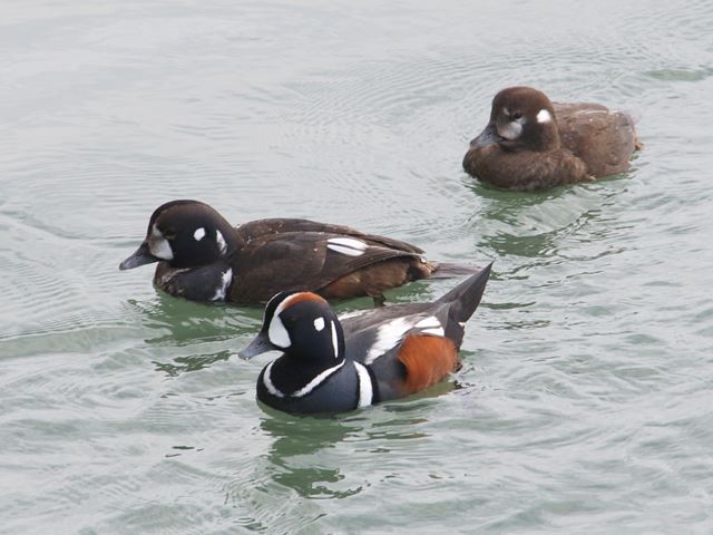 Harlequin Ducks