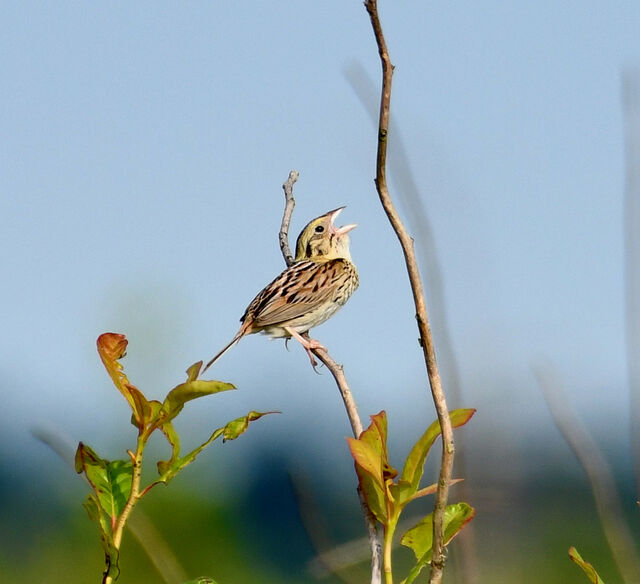 Henslow's Sparrow