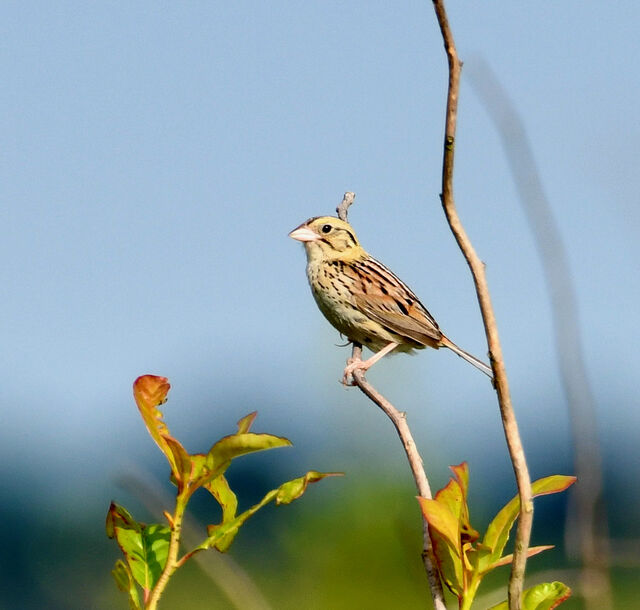 Henslow's Sparrow