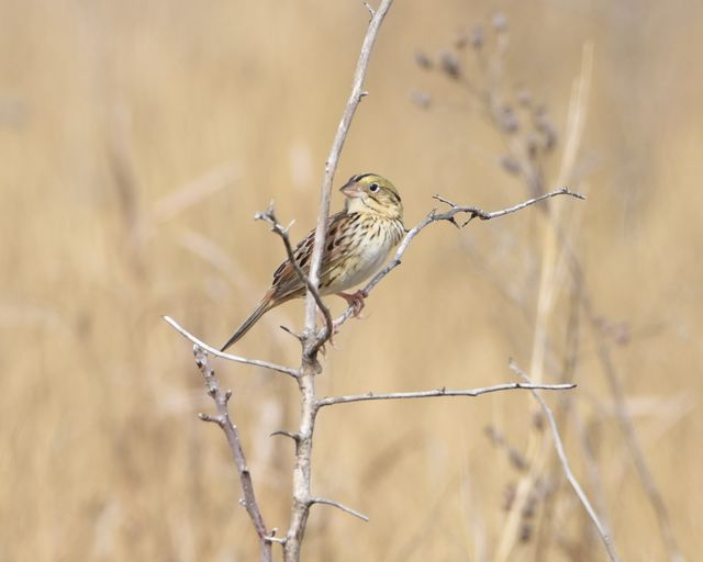 Henslow's Sparrow