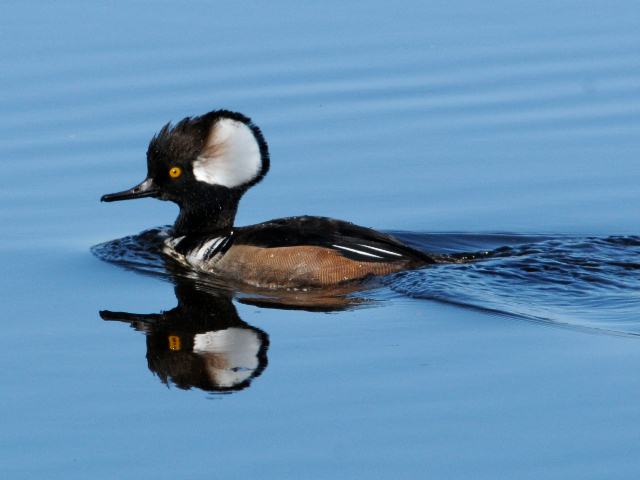 Hooded Merganser