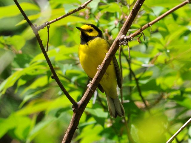 Hooded Warbler