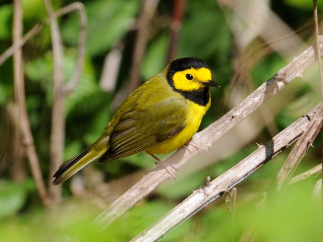 Hooded Warbler