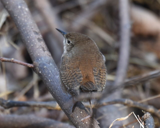 Northern House Wren
