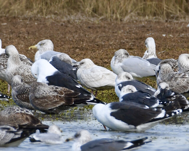 Iceland Gull