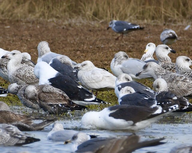 Iceland Gull