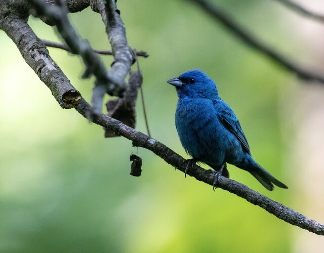 Indigo Bunting
