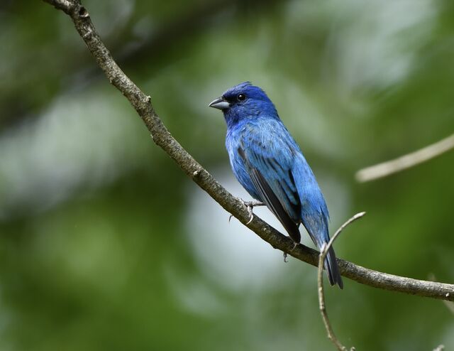 Indigo Bunting