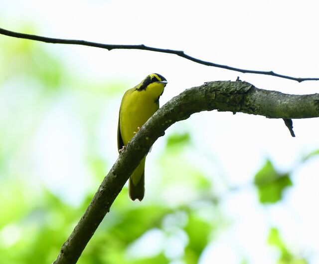 Kentucky Warbler