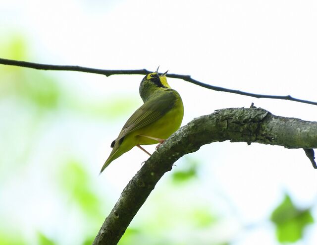 Kentucky Warbler