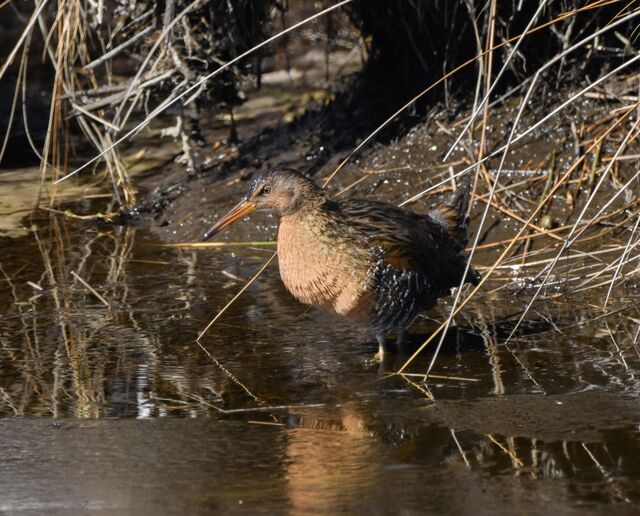 King Rail