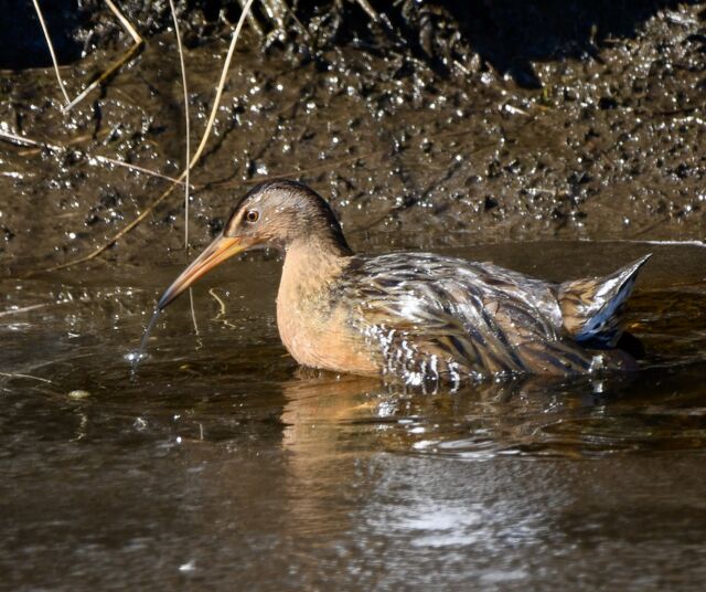 King Rail