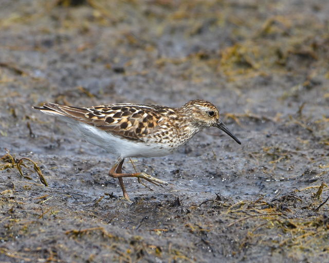 Least Sandpiper